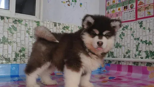 阿拉斯加犬性格  平时十分的温顺调皮 | 阿拉斯加