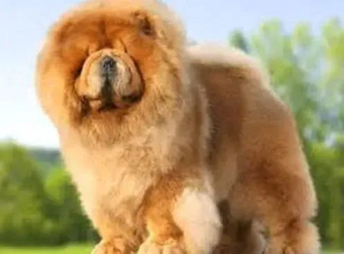 松狮犬|解答松狮犬容易翻脸不安定的原因
