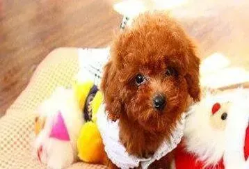贵宾犬|贵宾犬最近感冒，喘气粗不吃饭怎么办