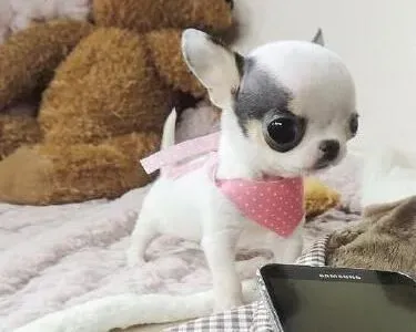 吉娃娃|吉娃娃在饮食中要注意哪些关键问题