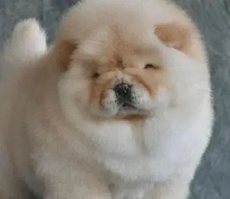 松狮犬|天气寒冷 怎样才能让松狮犬毛发赶紧长长啊