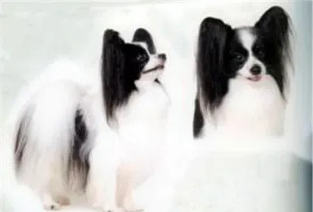 蝴蝶犬能吃什么 蝴蝶犬吃什么狗粮好 | 蝴蝶犬