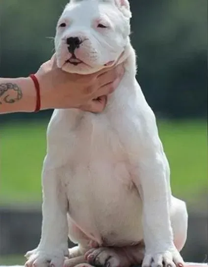 杜高犬|求解 杜高犬的腿不停的发抖是为什么