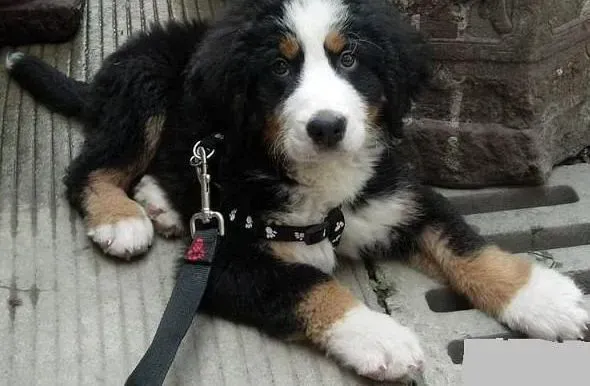 伯恩山犬|伯恩山犬出现皮屑和大量脱毛 是皮肤病吗