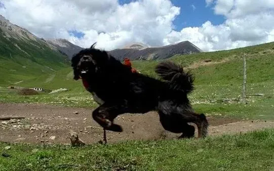 藏獒|美丽从哪来 简要说说给藏獒美容的重要性