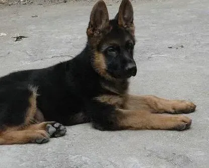 德国牧羊犬|德国牧羊犬的优缺点大揭秘