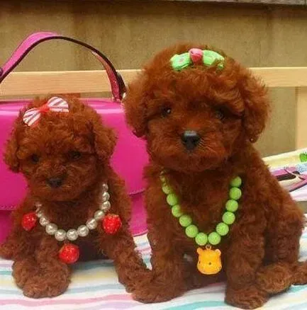 贵宾犬|贵宾犬鼻头干没有食欲是什么症状