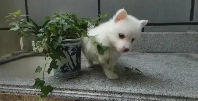 银狐犬|银狐犬吃驱虫药后突然吐了，没事吧