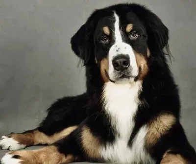 伯恩山犬会乱叫吗 伯恩山犬应当如何喂养 | 伯恩山犬