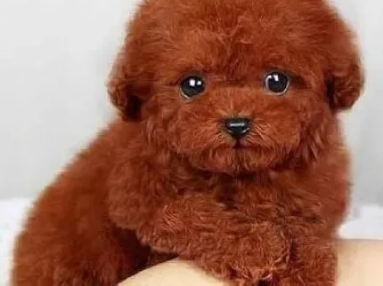 泰迪犬|怎样根据毛发状况判断泰迪犬是否健康