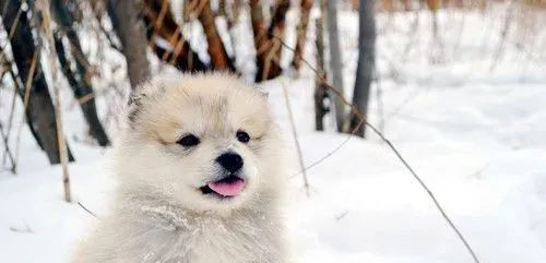 狗狗有绦虫吃什么药 犬绦虫临床症状 | 狗