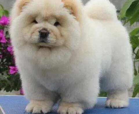 松狮犬|四季更替 日常管理松狮犬有妙招