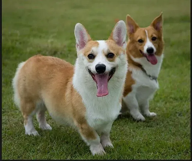 柯基犬|柯基犬经常性抽搐惨叫是什么毛病