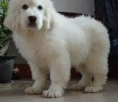 大白熊犬|大白熊犬耳朵和嘴巴臭臭的怎么回事