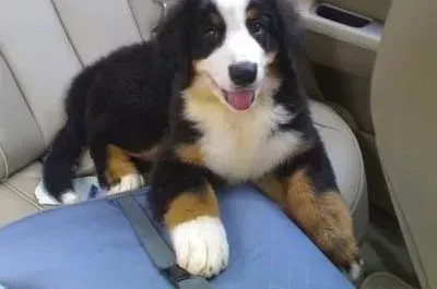 伯恩山犬|伯恩山犬这几天便血是什么毛病