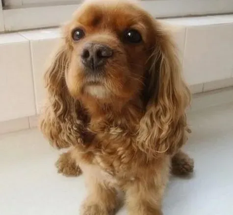 可卡犬|训练可卡犬的具体步骤有哪些