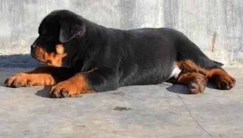 罗威纳犬|经常给罗威纳犬洗澡好吗