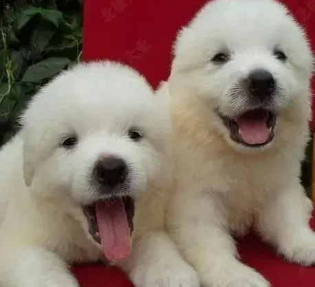 大白熊犬|长期喂大白熊犬吃肝的严重危害