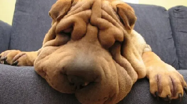 沙皮犬好养吗 饲养沙皮犬一定要有足够的时间 | 沙皮犬