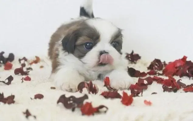 蝴蝶犬|蝴蝶犬毛发越来越少怎么办