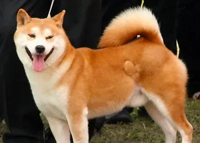 秋田犬和柴犬的区别 在外形特征上很相似 | 秋田犬