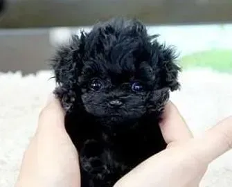 泰迪犬|你的泰迪犬耳部卫生状况是怎样的