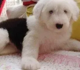 古代牧羊犬|古代牧羊犬打喷嚏还不吃东西怎么办