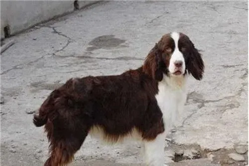 史宾格犬的习性 史宾格犬性情温和易训化 | 史宾格犬