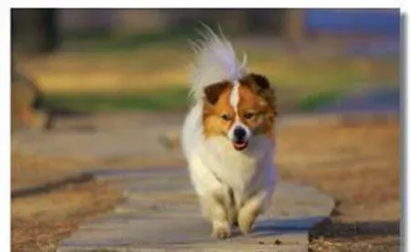蝴蝶犬能吃什么 蝴蝶犬吃什么狗粮好 | 蝴蝶犬