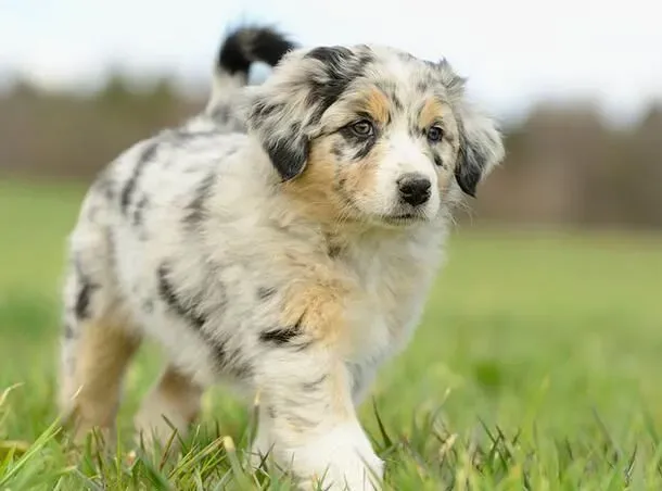 澳洲牧羊犬护卫吗 一种非常聪明的工作犬 | 澳洲牧羊犬