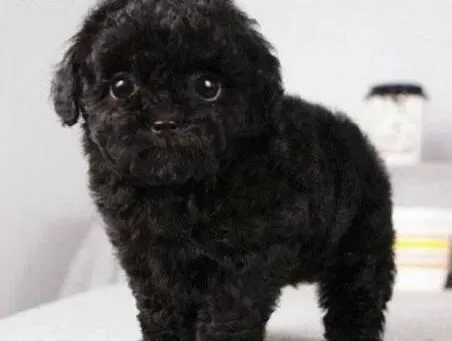 贵宾犬|贵宾犬在不同年龄段的不同训练方法