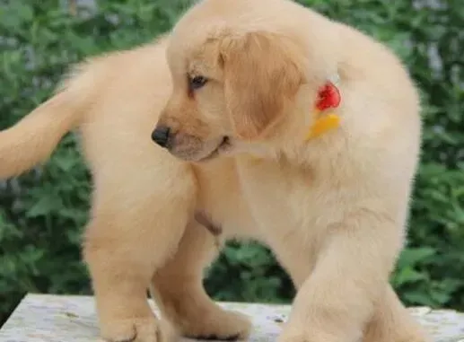 金毛|金毛犬腿关节肿了好像患上关节炎了应如何治疗它