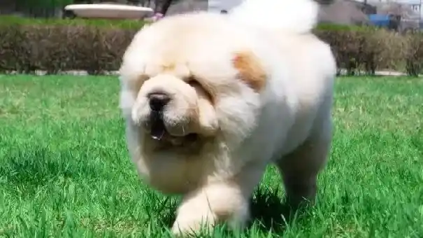 松狮犬|适量补充益生菌 可避免松狮生病