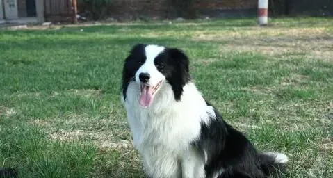 边境牧羊犬智商到底有多高 边境牧羊犬智商排名 | 边境牧羊犬