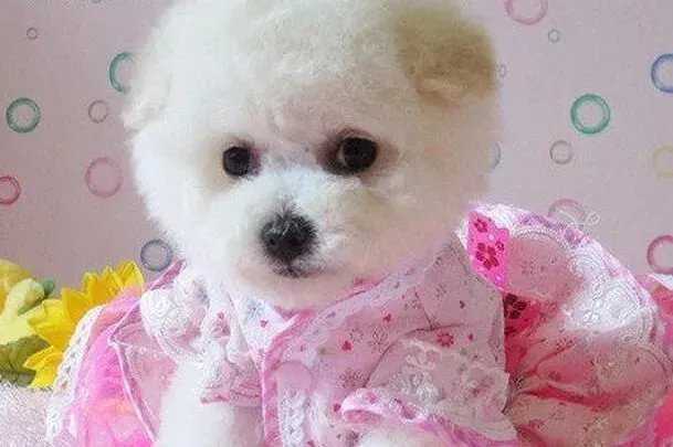 比熊犬|给比熊犬洗澡有哪些方法要学习