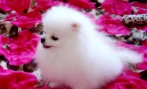 博美犬狗粮 选择博美犬狗粮需要注意的事项 | 博美犬