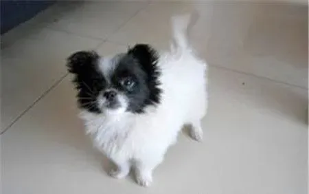 蝴蝶犬能吃什么 蝴蝶犬吃什么狗粮好 | 蝴蝶犬