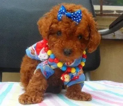 贵宾犬|我家贵宾犬一喝奶粉就会拉稀怎么办