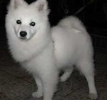 银狐犬|教你如何训练银狐犬灵活地帮主人叼鞋和衔报
