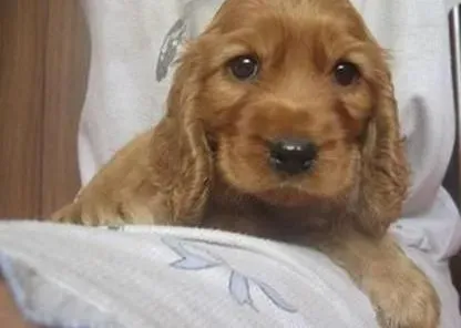 可卡犬|带着可卡犬坐车要给狗狗做好平安防护