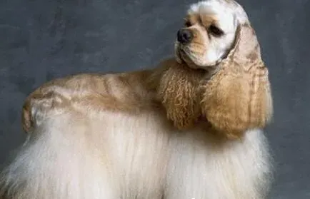 美国可卡犬几周能洗澡 可卡犬的正确洗澡方法 | 美国可卡犬