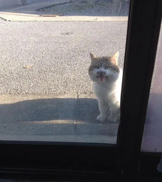 命令店家开门让它进去 我行我素的猫咪超霸气 | 猫