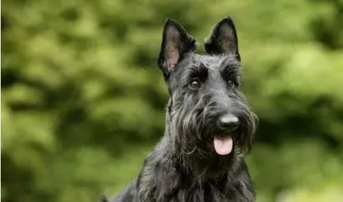 苏格兰梗爱叫吗 苏格兰梗属于比较安静的犬种 | 苏格兰梗