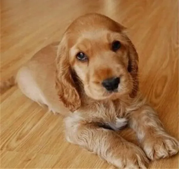 可卡犬|对可卡犬进行合理调教的温馨小贴士
