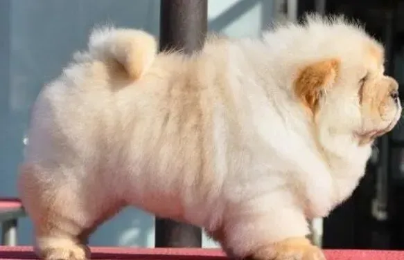 松狮犬|松狮犬怀孕60天为什么没有生产反应呢