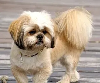 拉萨犬的形态特征 有着大量的胡须 | 拉萨犬