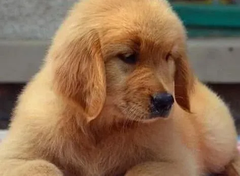 金毛|让金毛犬学会正确如厕的步骤