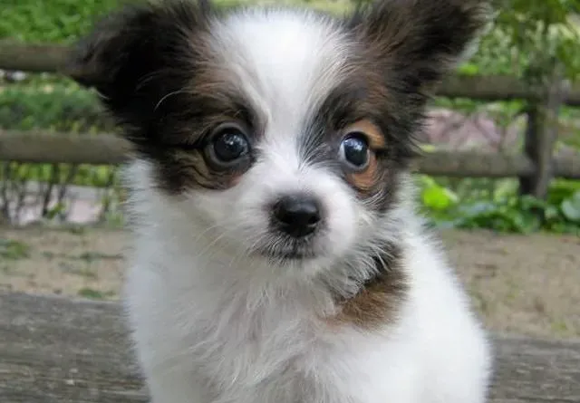 蝴蝶犬|怎样更好的给蝴蝶犬制定运动标准