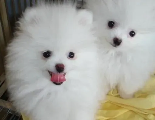 博美犬|博美犬前腿胸前皮肤发红这是皮肤病吗
