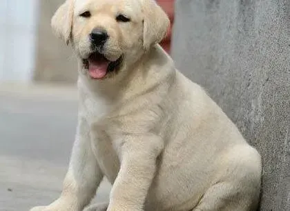 拉布拉多|拉布拉多犬剃完毛后皮肤发黑不长毛是怎么回事
